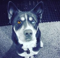 Invoker Gambino v0.2