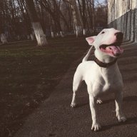 Domenik_Capone