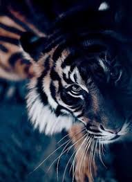 Лилия_Денжер