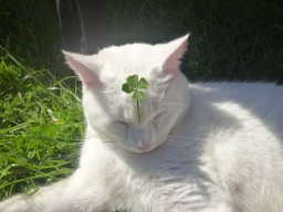 catsai