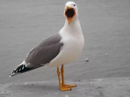 Alan_Bardin