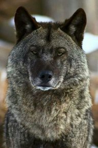 Jack_Aliyev