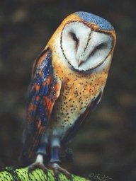 Nikita_Panchenkov