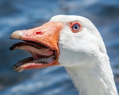 Илья Изитон