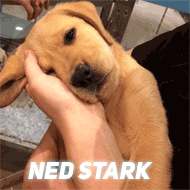 Ned_Stark