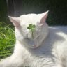 catsai