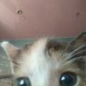 Andea_Pezhich