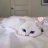Sasha_Orlov