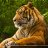 Timosha_Myr