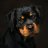 Johny_Moris