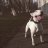 Domenik_Capone