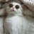Amia_Ghost