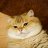 Matthew_Santini